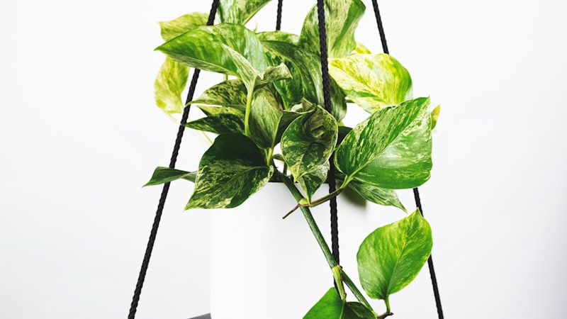 欧冠联赛AC米兰对阵巴黎圣日耳曼赛前新闻发布会现场